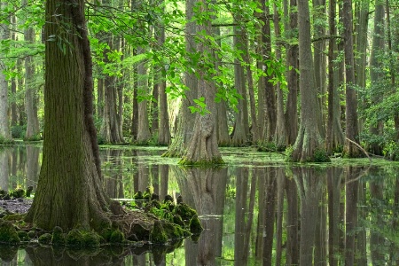 Cypress Bog