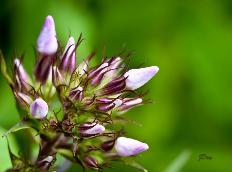 Phlox