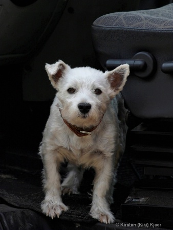 Guarding The Truck