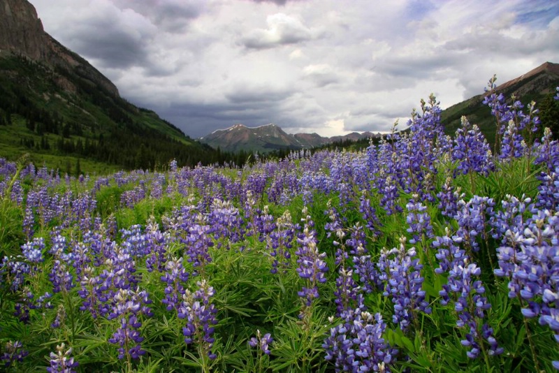 Colorado Wildflowers, Crested Butte, CO