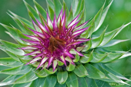 Inside A Thistle