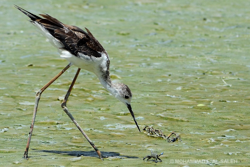 black-winged stilt bird