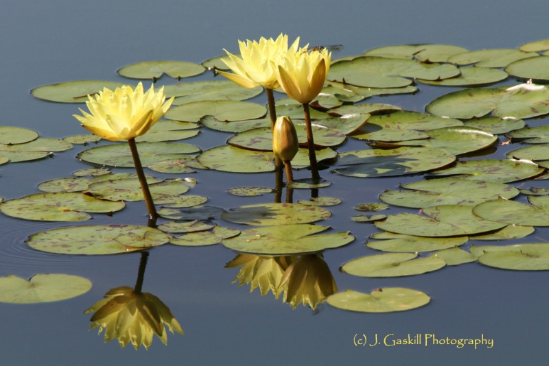 Natural Beauty, Naturally Reflected