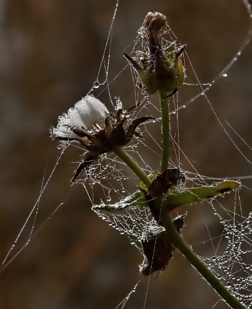 A thistle