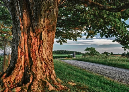 tree at sunset