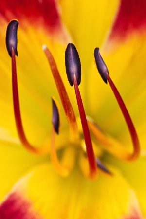 Meadowlark Day Lily