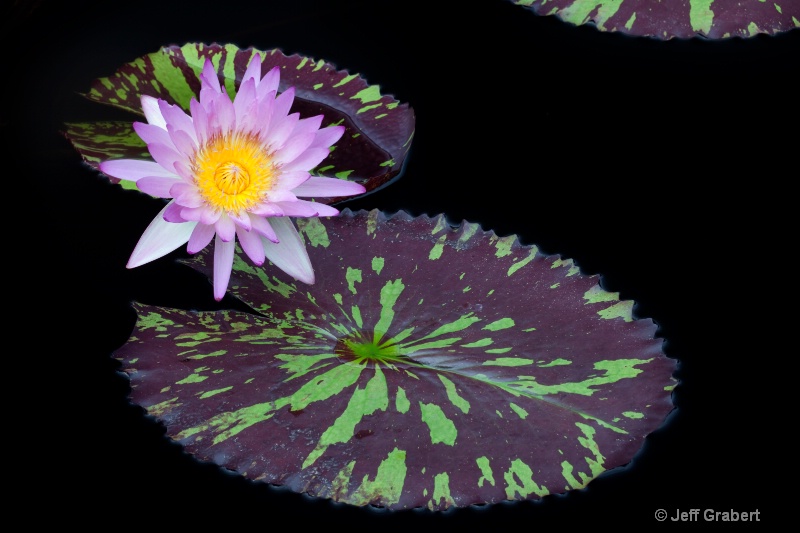 water lily mg 6397