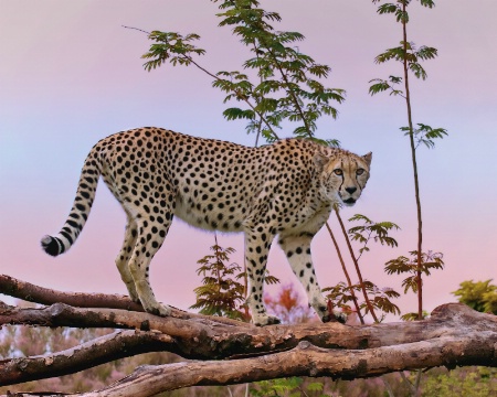 Cheetah - The World's Fastest Land Animal