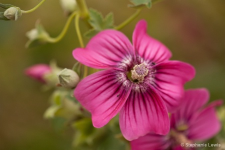 Northern Island Tree Mallow