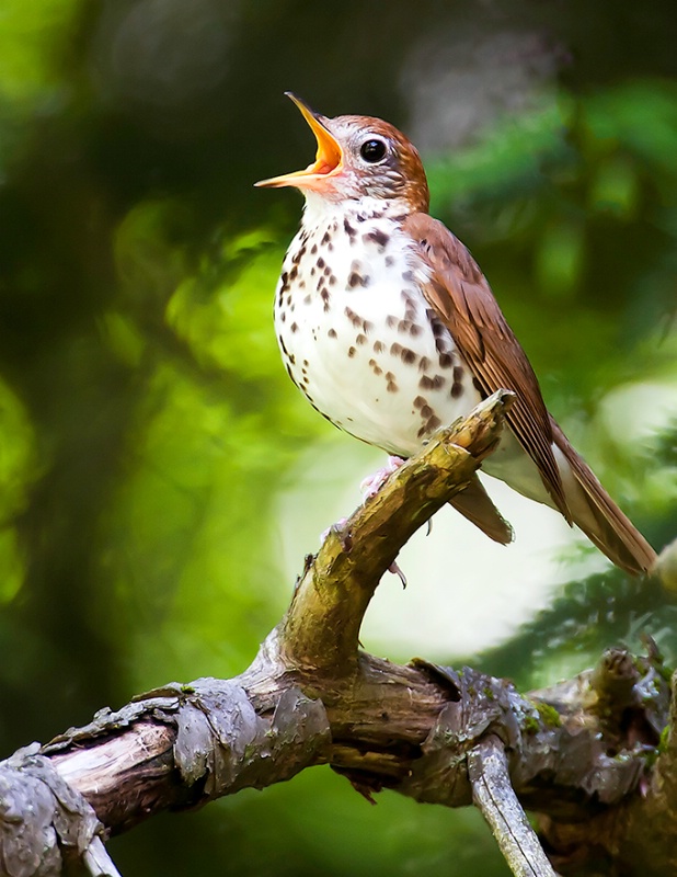 Wood Thrush Singing