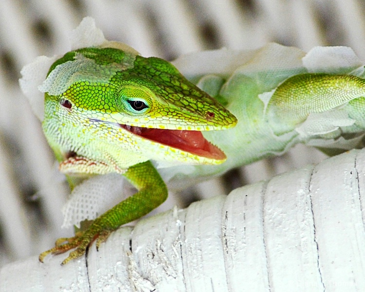 Shedding 