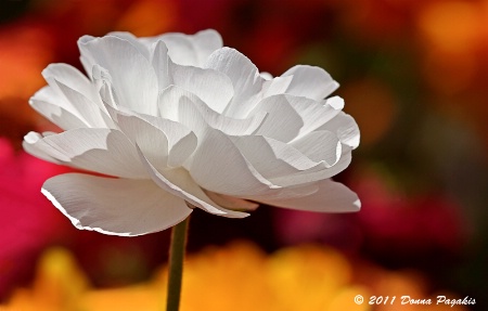 Single White Blossom 