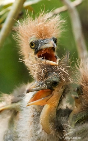 Tri-color Heron Chicks