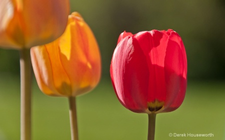 Tulips