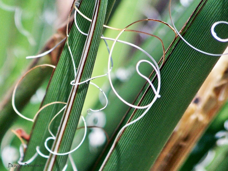 Yucca leaves