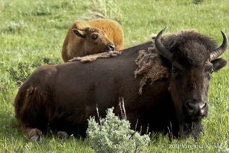 Bison Mom