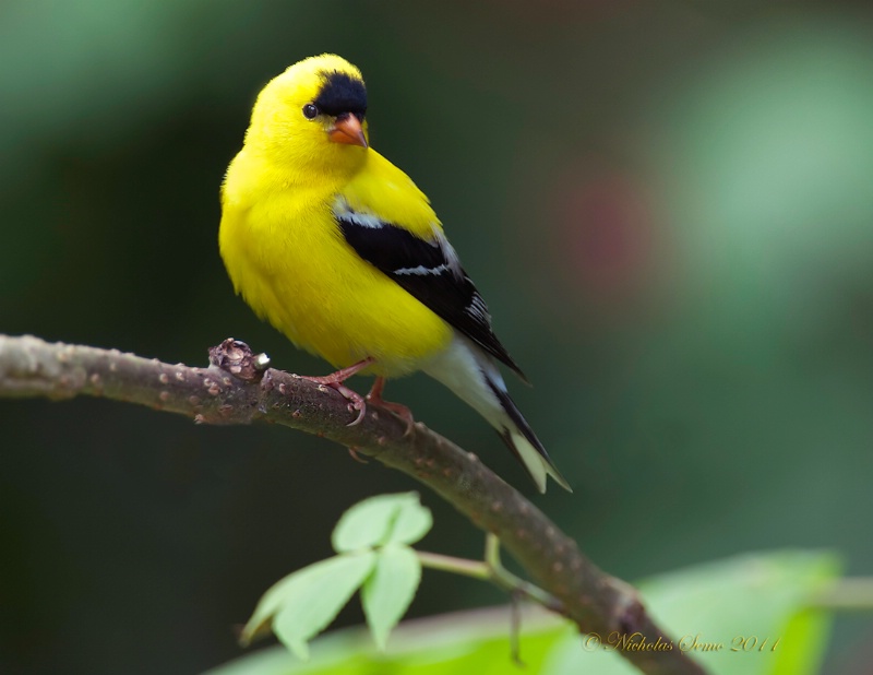 American Goldfinch