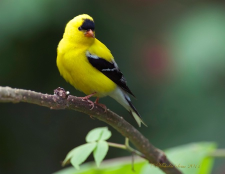 American Goldfinch