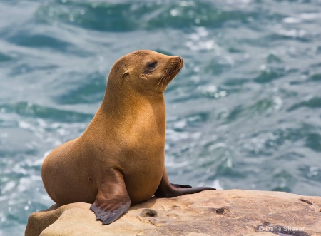 The Sun Bather