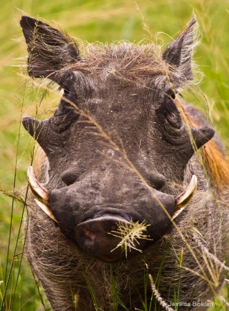 Warthog