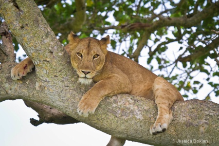 Tree Climbing Female Lion with Wounded Foot