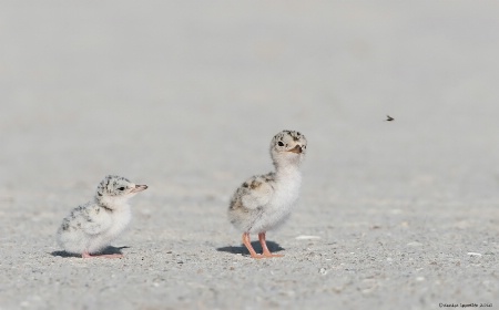 Least Tern chicks with fly