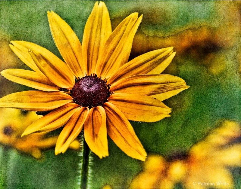 Blackeyed Susan Grunge Style