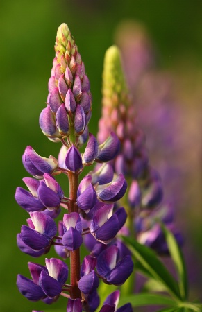 Lupine