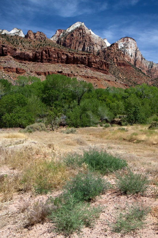 Zion Landscape