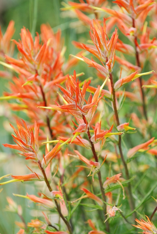 Indian Paintbrush