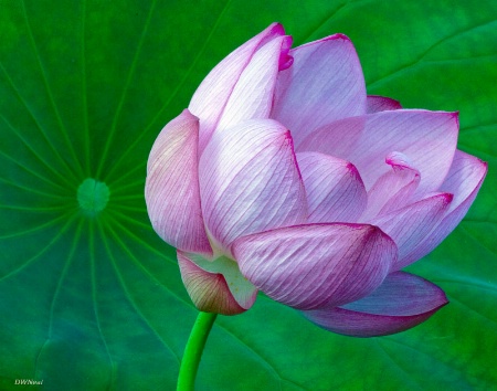 Lotus Flower