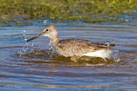 Willet Bathing; Fort DeSoto, Tierra Verde, Fl