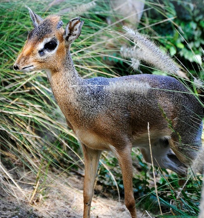 Dik-dik Babe