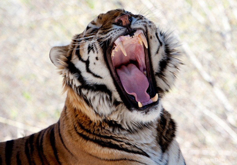 Alexander Tiger 1-Panthera tigris - ID: 11972872 © William Dow