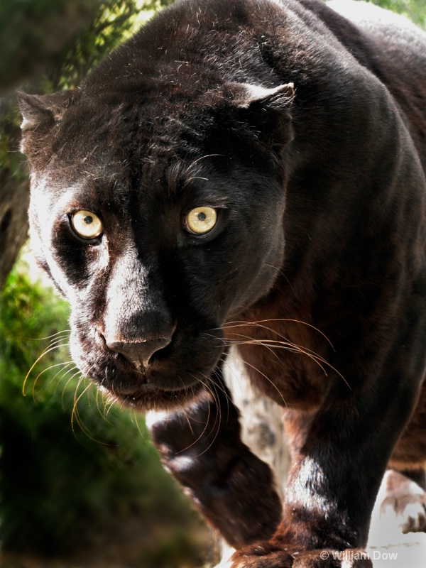 Boo Black Leopard 01-Panthera pardus - ID: 11972876 © William Dow