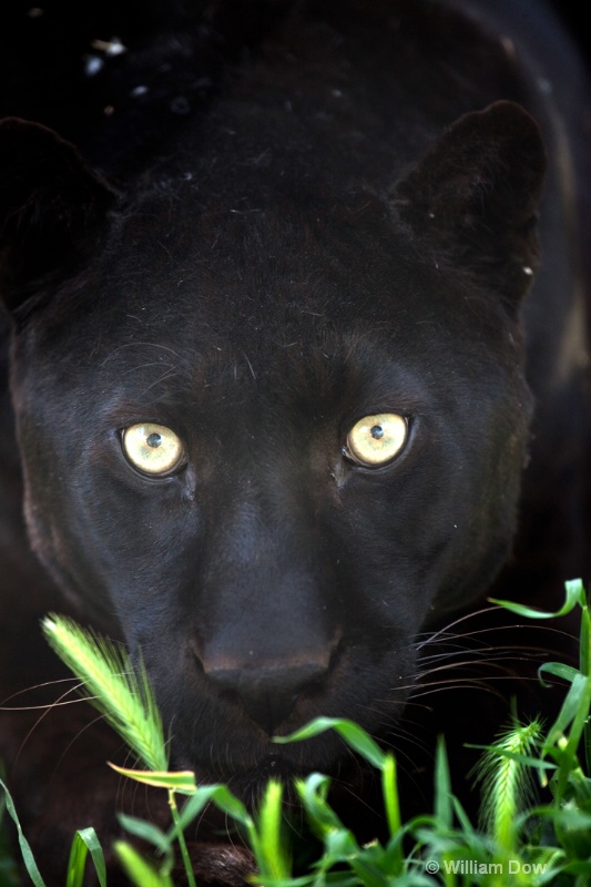 Boo Black Leopard 02-Panthera pardus - ID: 11972879 © William Dow
