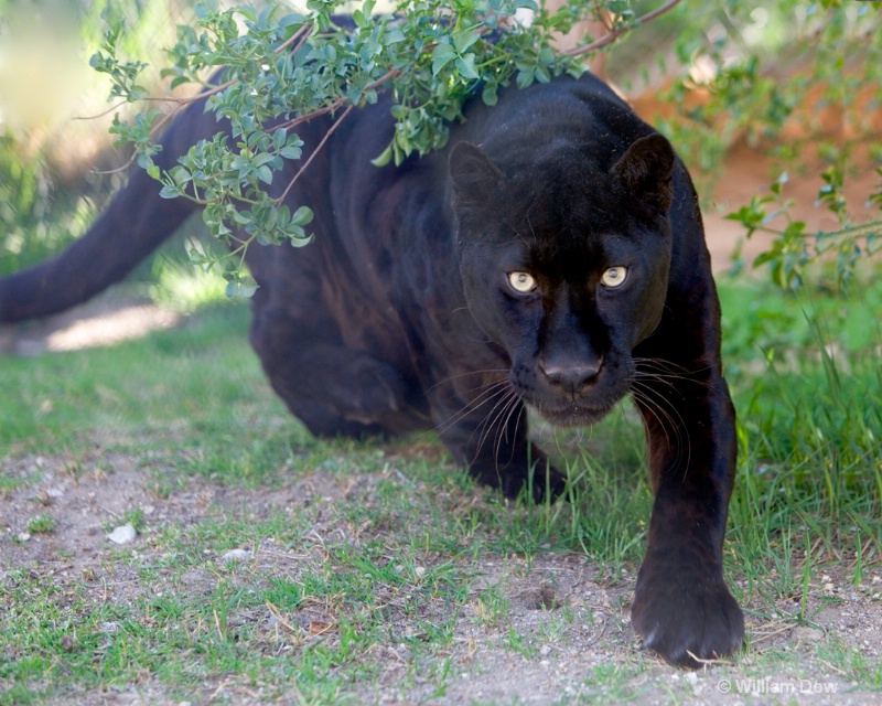 Boo Black Leopard 03-Panthera pardus  - ID: 11972883 © William Dow