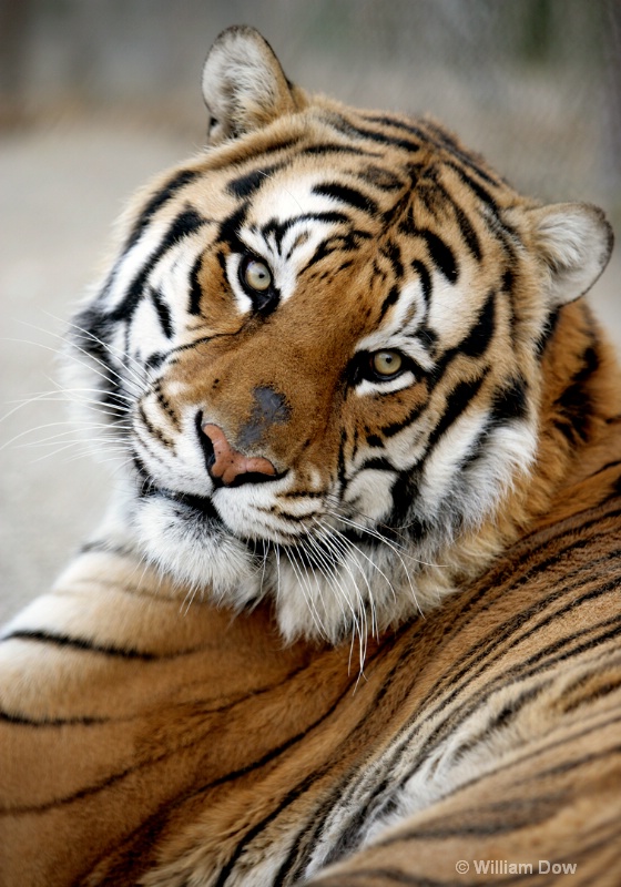 Garth Tiger 01-Tiger-Panthera tigris - ID: 11972894 © William Dow