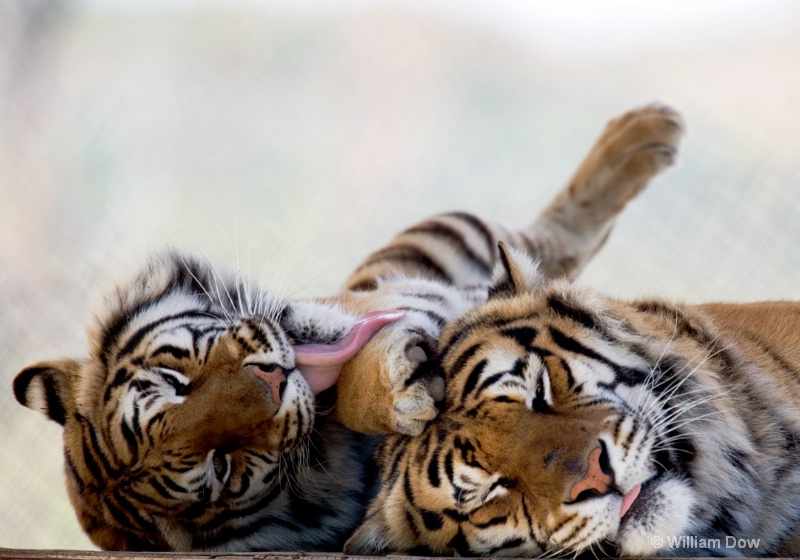 Garth & Sabrina 01-Tiger-Panthera tigris - ID: 11972897 © William Dow