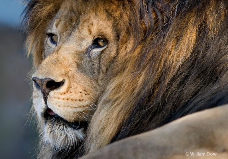 Henson Lion -African lion-Panthera leo - ID: 11972901 © William Dow