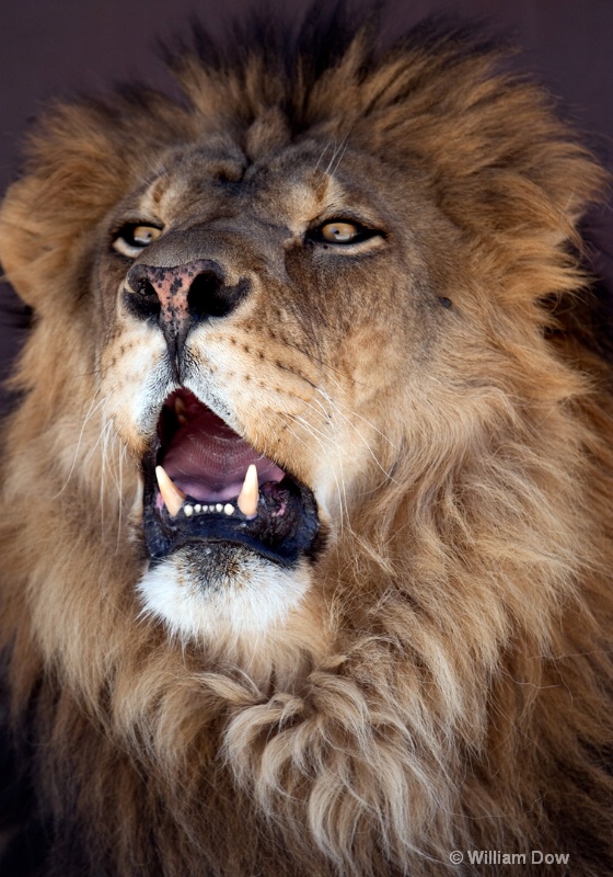 Henson Lion 3-African lion-Panthera leo - ID: 11972905 © William Dow