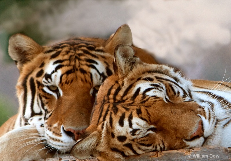 Sabu & Thriller-Tigers-Panthera Tigris - ID: 11972920 © William Dow