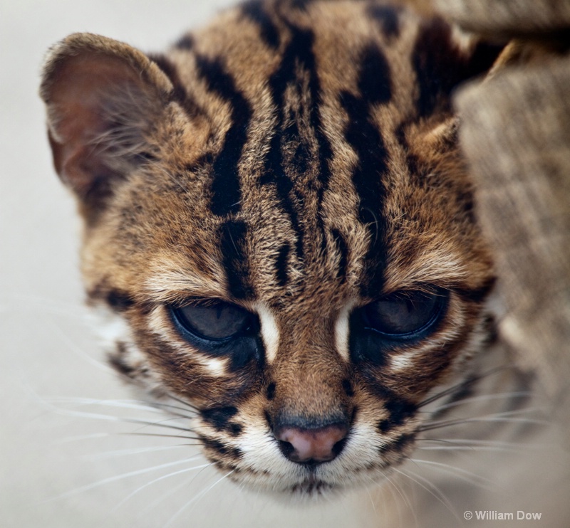 Asian Leopard Cat-Felis bengalensis-To Be 1 - ID: 11972922 © William Dow