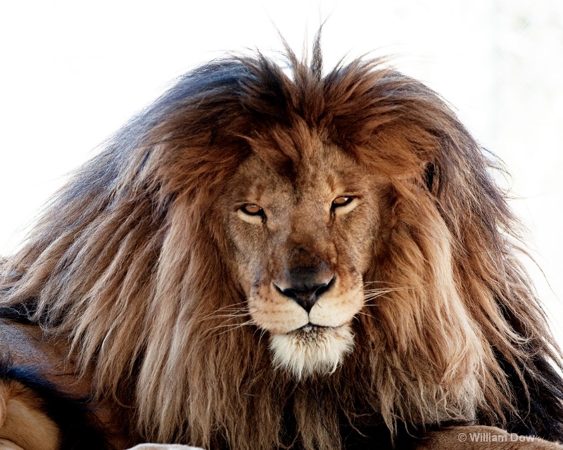 African lion-Panthera leo-Zeus - ID: 11972929 © William Dow