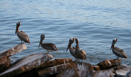 brown pelicans - after