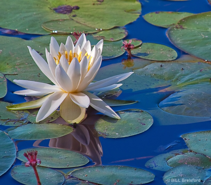 WATER LILY