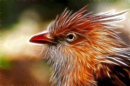 Guira Cuckoo--Fractalius