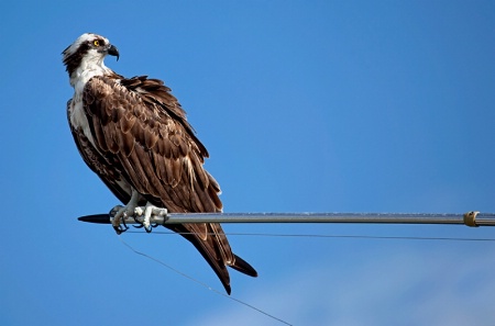 Osprey Pose