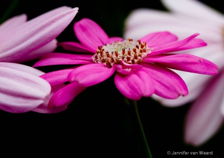 Pink Cinerarias