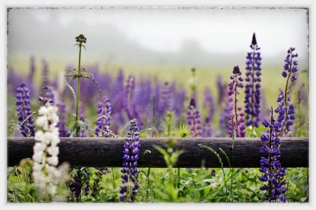 wild Maine lupine